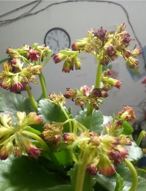 长寿花花苞干枯的原因和应对方法（揭秘长寿花花苞干枯消苞的原因和应对方法）