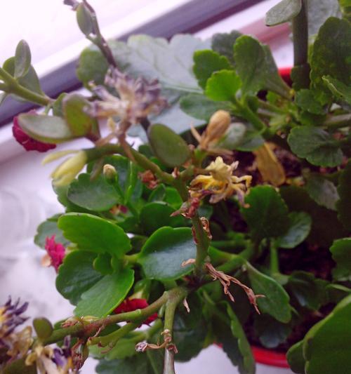长寿花花苞干枯的原因和应对方法（揭秘长寿花花苞干枯消苞的原因和应对方法）
