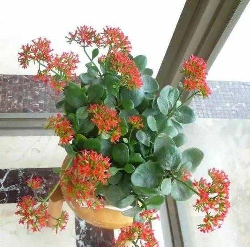长寿花的花期及花期时间长短分析（长寿花开花时间多久）