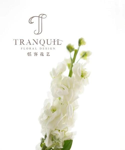 白色紫罗兰的花语（探寻白色紫罗兰的花语及寓意）