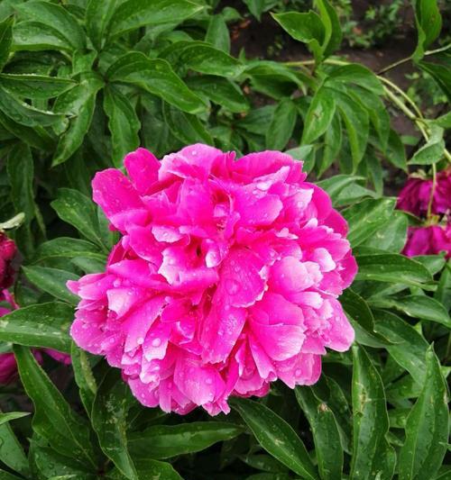 白芍药花语（白芍药）