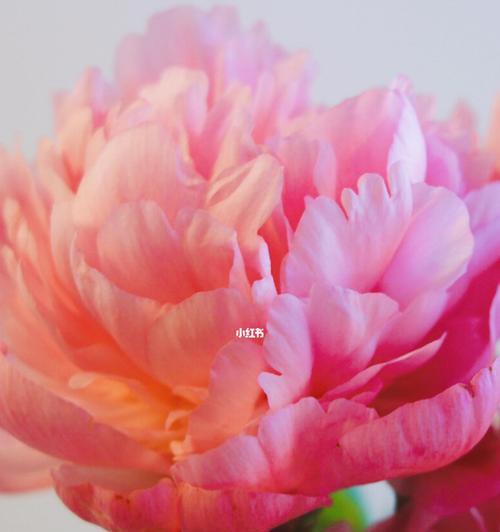 白芍药花语（白芍药）