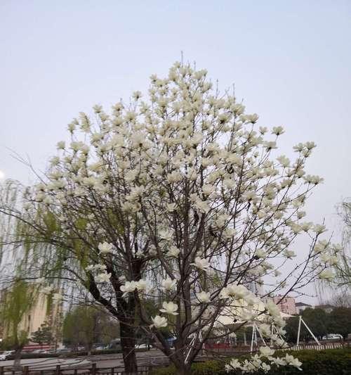 白玉兰的寓意象征与美丽之姿（探寻白玉兰的花语）