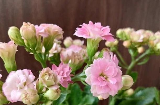 长寿花换盆后如何浇水（正确的浇水方法让你的长寿花更健康）