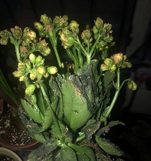 长寿花换盆后如何浇水（正确的浇水方法让你的长寿花更健康）