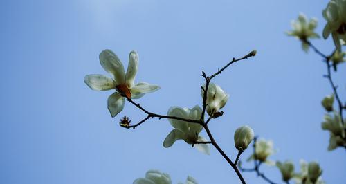 白玉兰花语（美丽的白玉兰花散发着清香和神秘的寓意）