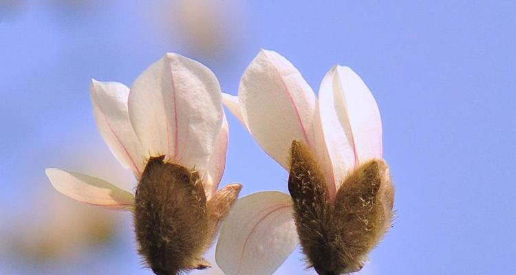 白玉兰花（探寻白玉兰花的美丽寓意）