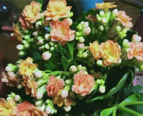 长寿花怎么浇水？春夏秋冬不同，掌握这些关键点，让你的花更长寿
