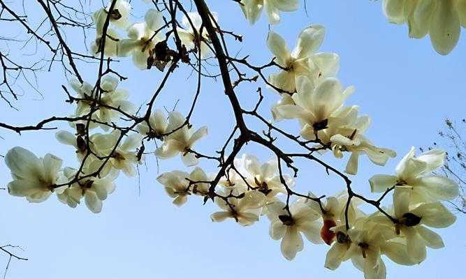 白玉兰花（探寻白玉兰花的美丽寓意）