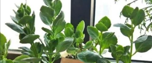 长寿花的肥料需求（探究长寿花的肥料配比和使用技巧）