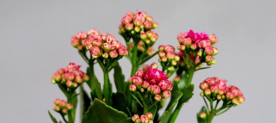 长寿花的养护方法（如何浇水让长寿花更旺盛）