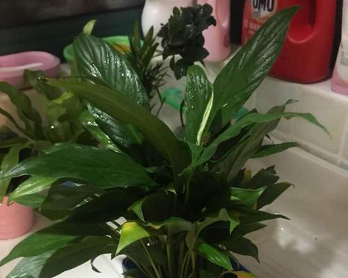 白掌（一片雪白）