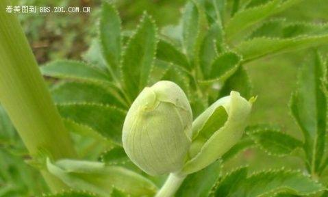 白芷花语——寓意深远的花朵（唤醒心灵的清新之美）