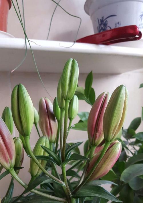 百合花的象征意义与文化价值（百合花代表纯洁）