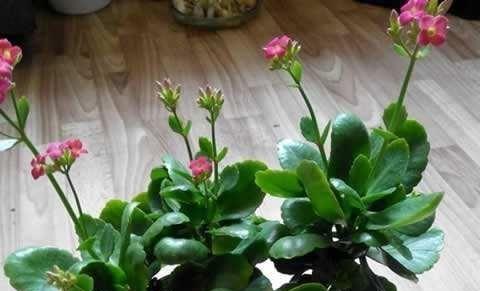 长寿花开花时的浇水方法（浇水技巧）