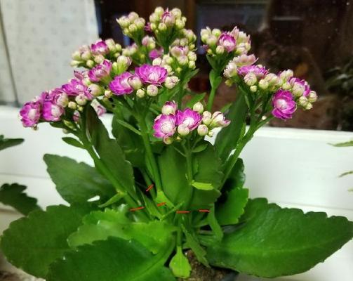 长寿花开花时的浇水方法（浇水技巧）