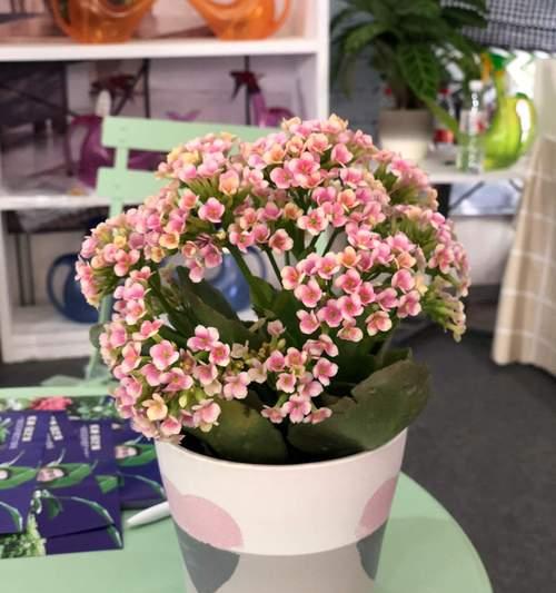 长寿花开花时的浇水方法（浇水技巧）