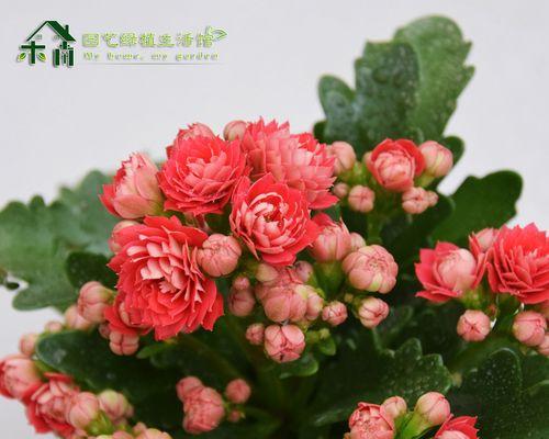 长寿花的开花温度与生长环境（揭秘长寿花开花温度的奥秘）