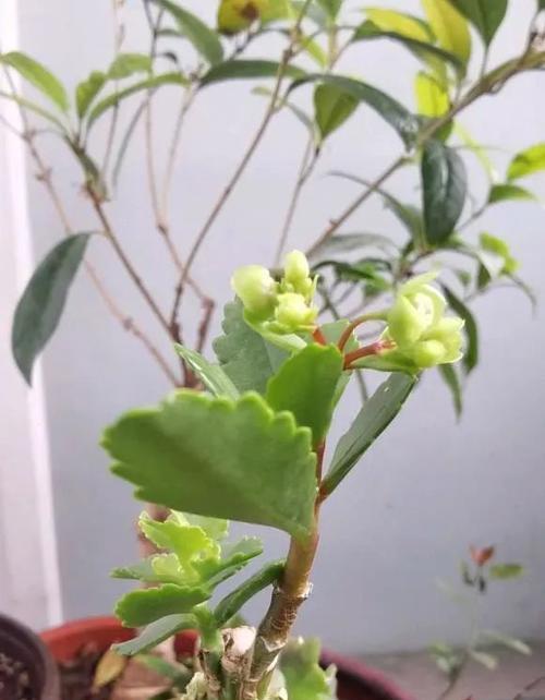 长寿花开花后的管理技巧（长寿花的后期养护及开花效果维护）
