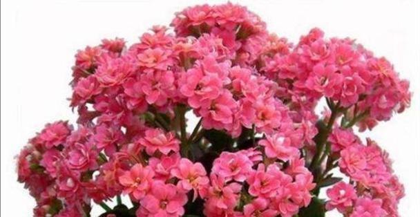 长寿花开花后的管理技巧（长寿花的后期养护及开花效果维护）