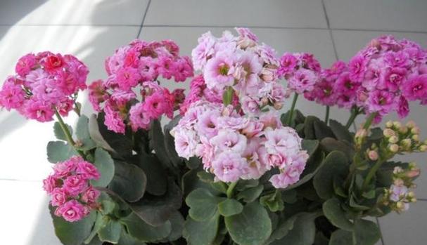长寿花在家庭中的地栽技巧（一种易于养护且美观的花卉——长寿花）
