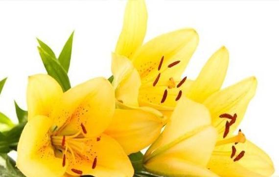 百合花的花语与意义（探索百合花的深刻寓意与美丽花语）