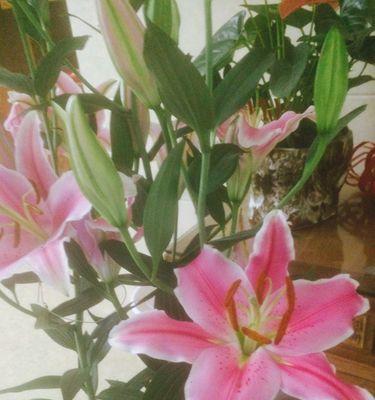 白百合花的象征意义（纯洁与守护的化身）