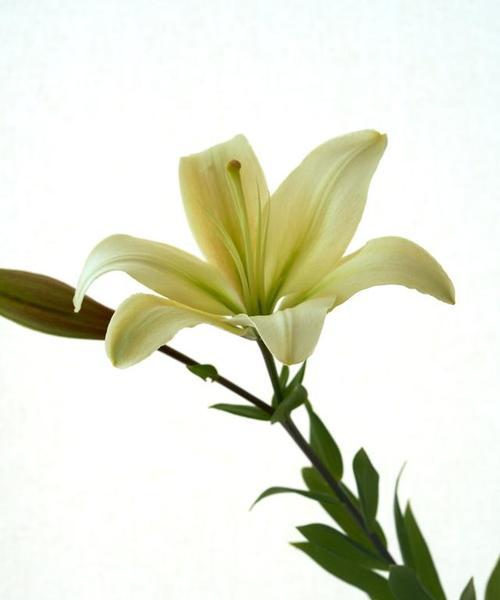 百合花的含义与花语（探索百合花的丰富象征意义与传递的情感）