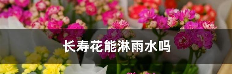 长寿花的白糖水浇水方法（如何用白糖水来养护长寿花）