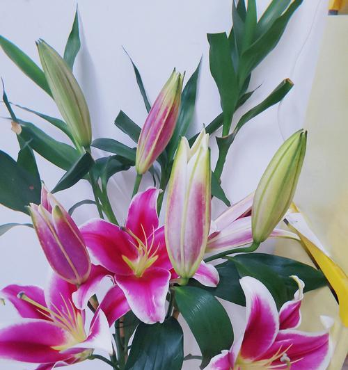 百合花（百合花的含义及其在不同文化中的象征意义）