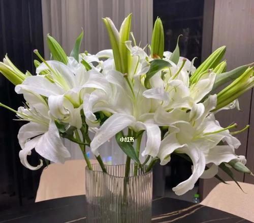 百合花的美丽与象征（探寻百合花的魅力和寓意）
