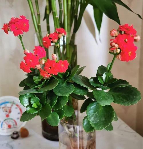 长寿花的水培方法及注意事项（让长寿花水中绽放生命的美丽）