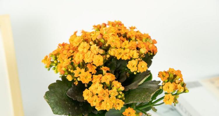 长寿花的浇水技巧——用啤酒浇花（如何正确用啤酒浇长寿花）