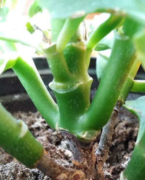 如何防治长寿花烂心（长寿花烂心的危害与预防措施）