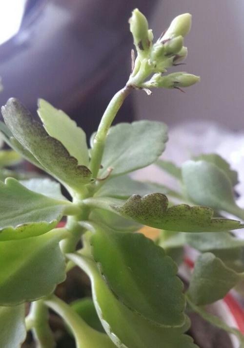如何防治长寿花烂心（长寿花烂心的危害与预防措施）