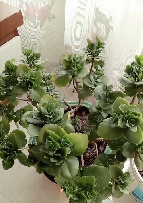 长寿花老桩造型养护指南（如何通过养护）