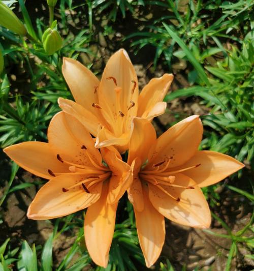 百合花的含义与象征（花开如约）