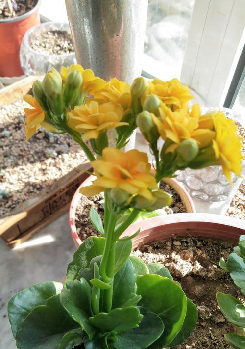 长寿花耐寒温度浅析（从生长环境到适宜温度）