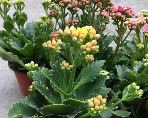 长寿花耐寒温度浅析（从生长环境到适宜温度）