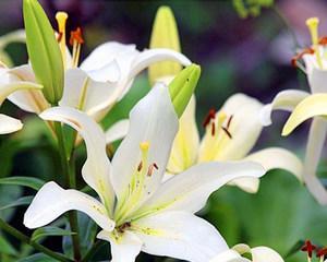 百合花的象征意义与寓意（探究百合花在不同文化中的象征意义及其美学魅力）