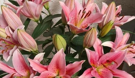 百合花的象征意义与文化内涵（传承百合花的美丽）