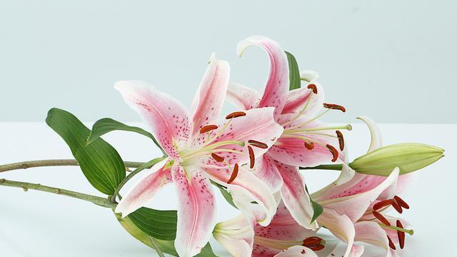 百合花的象征意义与文化内涵（传承百合花的美丽）