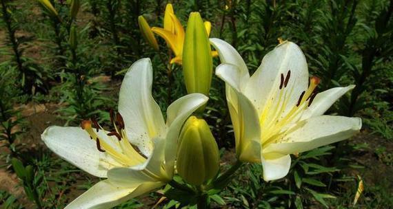 百合花（揭示百合花所蕴含的深层寓意）