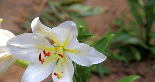 百合花（揭示百合花所蕴含的深层寓意）