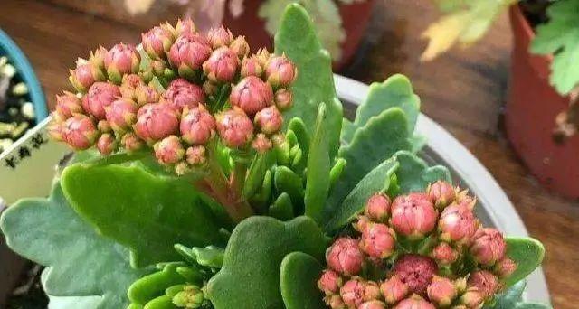长寿花的养护秘诀（晒太阳有利于长寿花的生长）