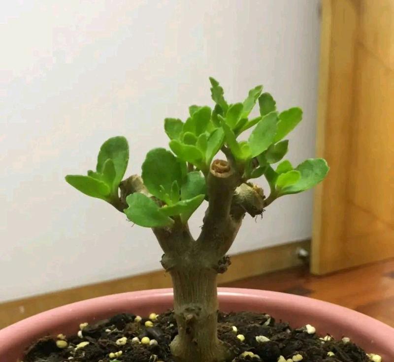 长寿花可否浇硫酸亚铁（了解长寿花对硫酸亚铁的反应及影响）