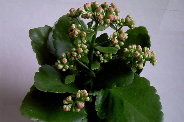 长寿花可否浇硫酸亚铁（了解长寿花对硫酸亚铁的反应及影响）