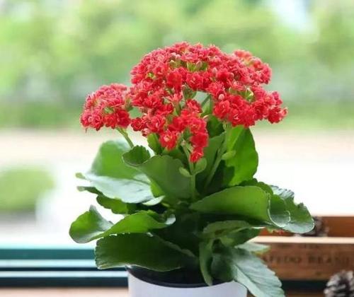 长寿花真的能吸收甲醛吗（探究长寿花对甲醛的吸附能力）