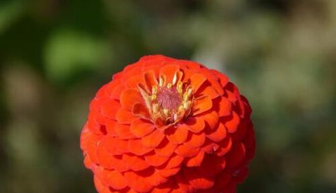 百日草花语（百日草花语传递的力量与启示）