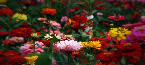 百日菊花语之美（揭秘百日菊的深意）